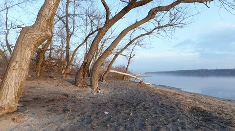 Movement of the camera along the trees and the banks of the river Stock Footage 125081269