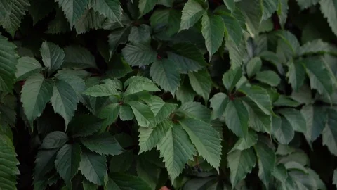 Movement of the camera along the wall overgrown with wild grapes. Stock Footage 80059722