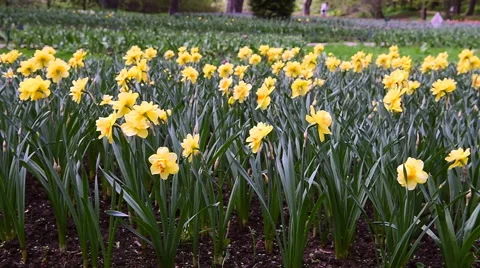 The movement of the camera along the yellow daffodils Vidéo 63198801