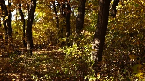 Movement of the camera in the autumn forest. Slow motion Stock Footage 81319411