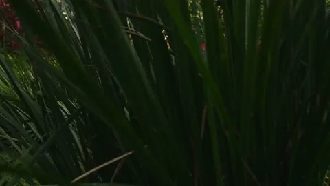 Movement of camera between leaves of exotic plant. Video 4K of tropical herb. Stock Footage 170336502