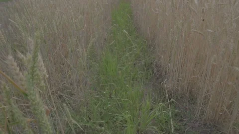 The movement of the camera between the rows of field Vídeo Stock 92820472