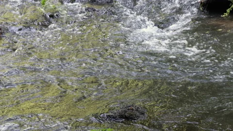 Movement of camera on the brook in the woods - 4K - ProRes Stock Footage 155391849