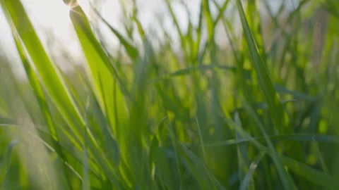 The movement of the camera on the green grass Stock Footage 237270657