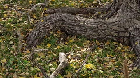 Movement of the camera is near the roots of a large tree. Stock Footage 81319205