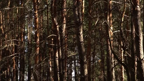 Movement of the camera in a pine forest. Slow motion Stock Footage 80060410