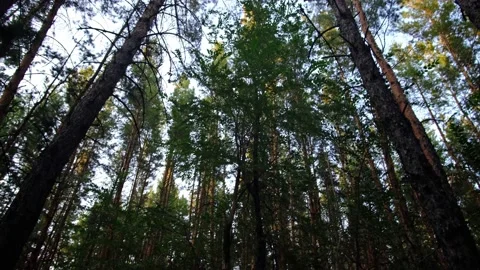 Movement of camera from thicket of evening pine forest to tops of tops of pines. Stock Footage 164864579