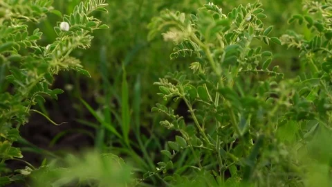 Movement of the camera through the field grass. Slow motion Stock Footage 77248707