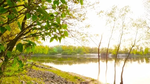 Movement of the camera through leaves of trees. The lights of a sun Stock Footage 76758211