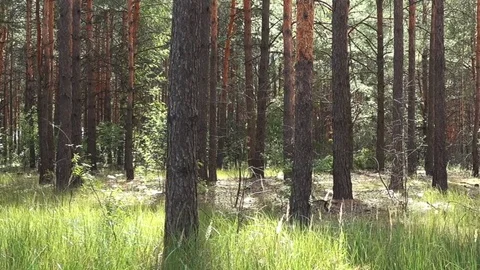 Movement of The Camera Through a Pine Forest Видео 78043707