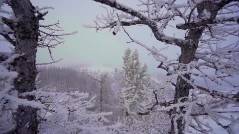 The movement of the camera through the snow-covered branches Stock Footage 148377029