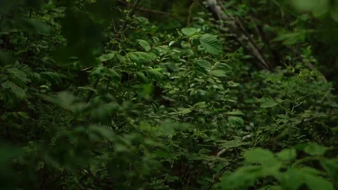 Movement of the camera through the thicket of the forest. Slow motion Stock Footage 77243154