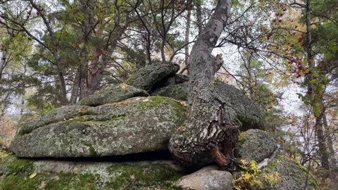 The movement of the camera on a tree that grows from a stone. Stock Footage 208671904