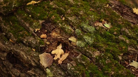 Movement of the chamber along the trunk of a fallen tree. Stock Footage 81319964