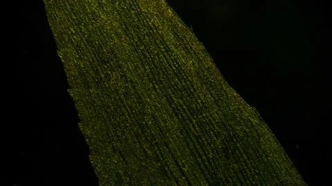 Movement of chloroplasts chlorophyll in leaf cells of elodea under microscope Stock Footage 196684934