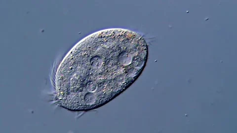 Movement of Ciliate protozoa under microscopy 스톡 동영상 317107448