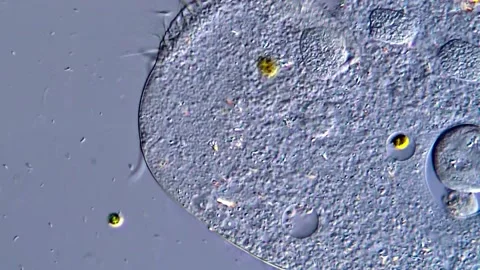 Movement of Ciliates protozoa under DIC microscope Vídeos de archivo 316997489