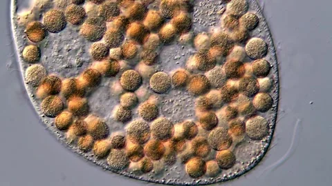 Movement of Ciliates protozoa under microscopy view 库存影片 317106618