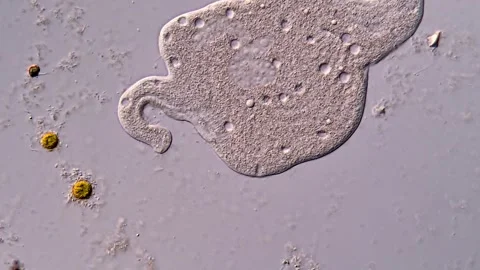 Movement of ciliophora under microscope view 库存影片 310500799