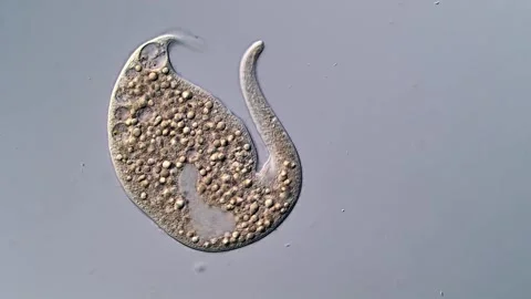 Movement of ciliophora under microscopy view Vidéo 310356524