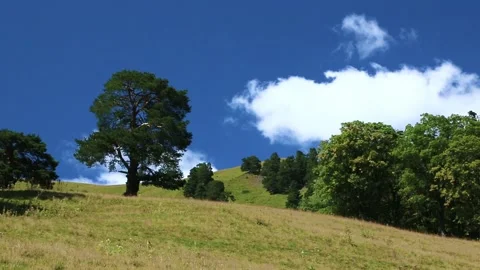 The movement of a cloud against a blue sky above a tree. Stock Footage 158458492