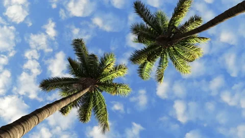 The movement of clouds against the background of two tall palms. Stock Footage 161507477