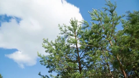 The movement of clouds and pine. Time Laps Landscape Stock Footage 80779491