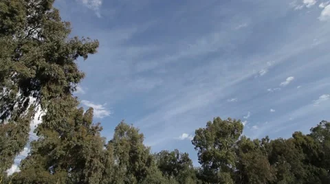 Movement of clouds on a background of trees Stock Footage 46189028