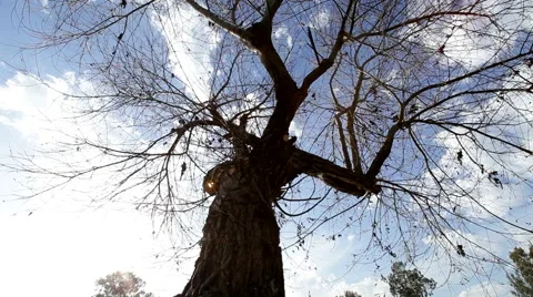 Movement of clouds on a background of trees Stock Footage 46189529
