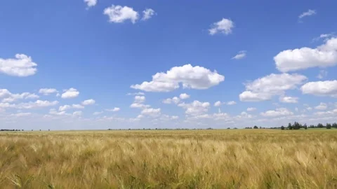 Movement of clouds in the blue sky over a barley field Stock Footage 199101739
