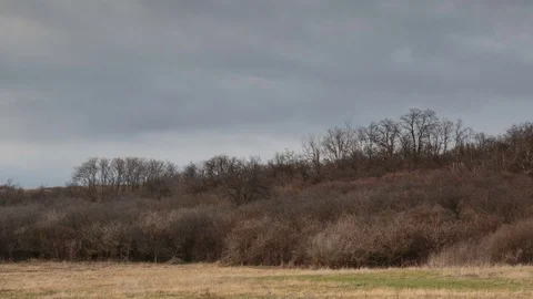 The movement of the clouds over the fields of winter wheat in spring in steppes Stock Footage 73937828