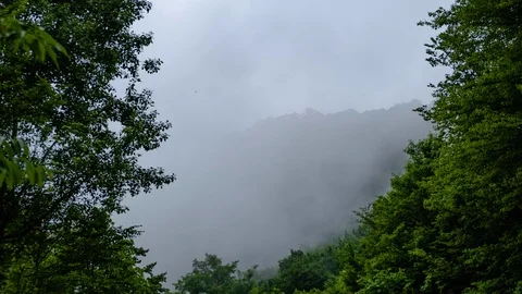The movement of clouds over green trees. Shooting in time lapse mode. Vidéo 111560390