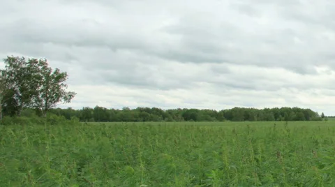 Movement of clouds over the hemp field Stock Footage 57395706