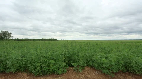 Movement of clouds over the hemp field Stock Footage 57395717