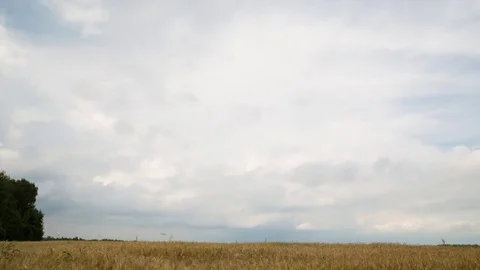 Movement of clouds over the rye field. Time laps landscape Stock Footage 80779297