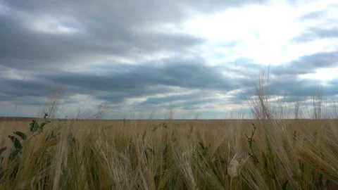 Movement of clouds in the summer over wheat fields Stock Footage 96182072