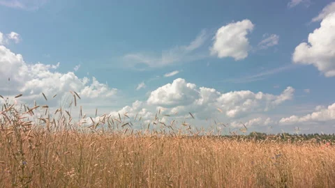 Movement of clouds in the summer over wheat fields, loop Video stock 105420973