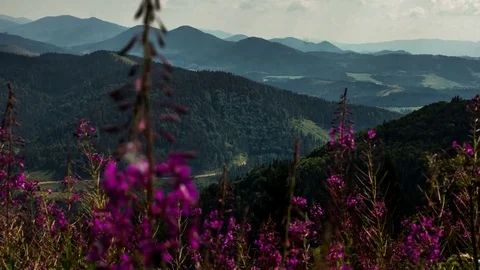 The movement of clouds, view through flowers in the mountains Vídeo Stock 73924512