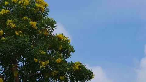 The movement of clouds with yellow flowers in the foreground Stock Footage 310035576