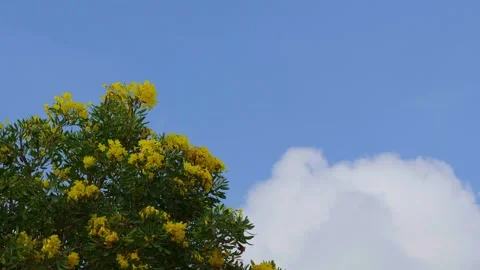 The movement of clouds with yellow flowers in the foreground Stock Footage 310035640