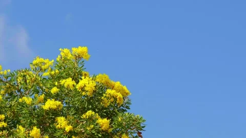 The movement of clouds with yellow flowers in the foreground Stock Footage 310035648