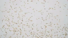 Artemia salina - small hypersaline crust, Stock Video