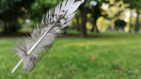 The movement of a colored feather in the wind against the green lawn. Stock Footage 109337830