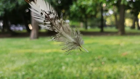 The movement of a colored feather in the wind against the green lawn. Stock Footage 109337876
