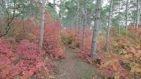 Movement in coniferous forest among trees Stock Footage 321746661