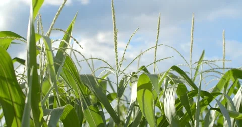 The movement in the corn field on the background of bright sunlight. Stock Footage 245801132
