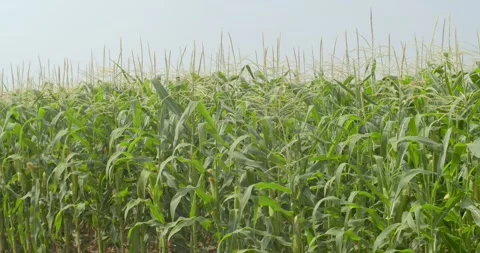 The movement in the corn field on the background of bright sunlight. Stock Footage 283484668