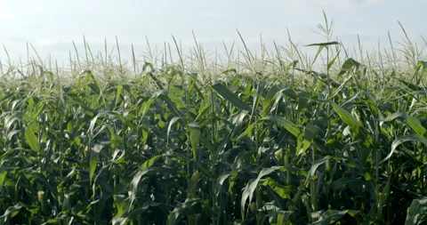The movement in the corn field on the background of bright sunlight. Stock Footage 298184210