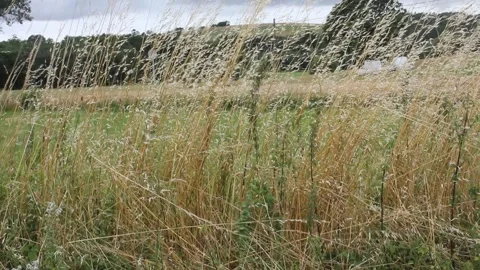 The movement of corn in a field Stock Footage 315189148