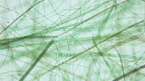 microscopic cyanobacteria